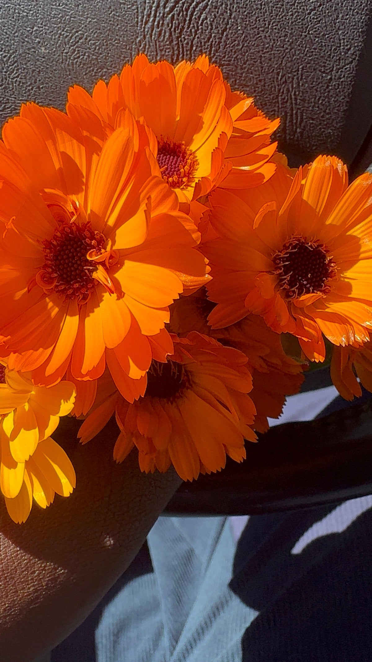 Remembering Calendula