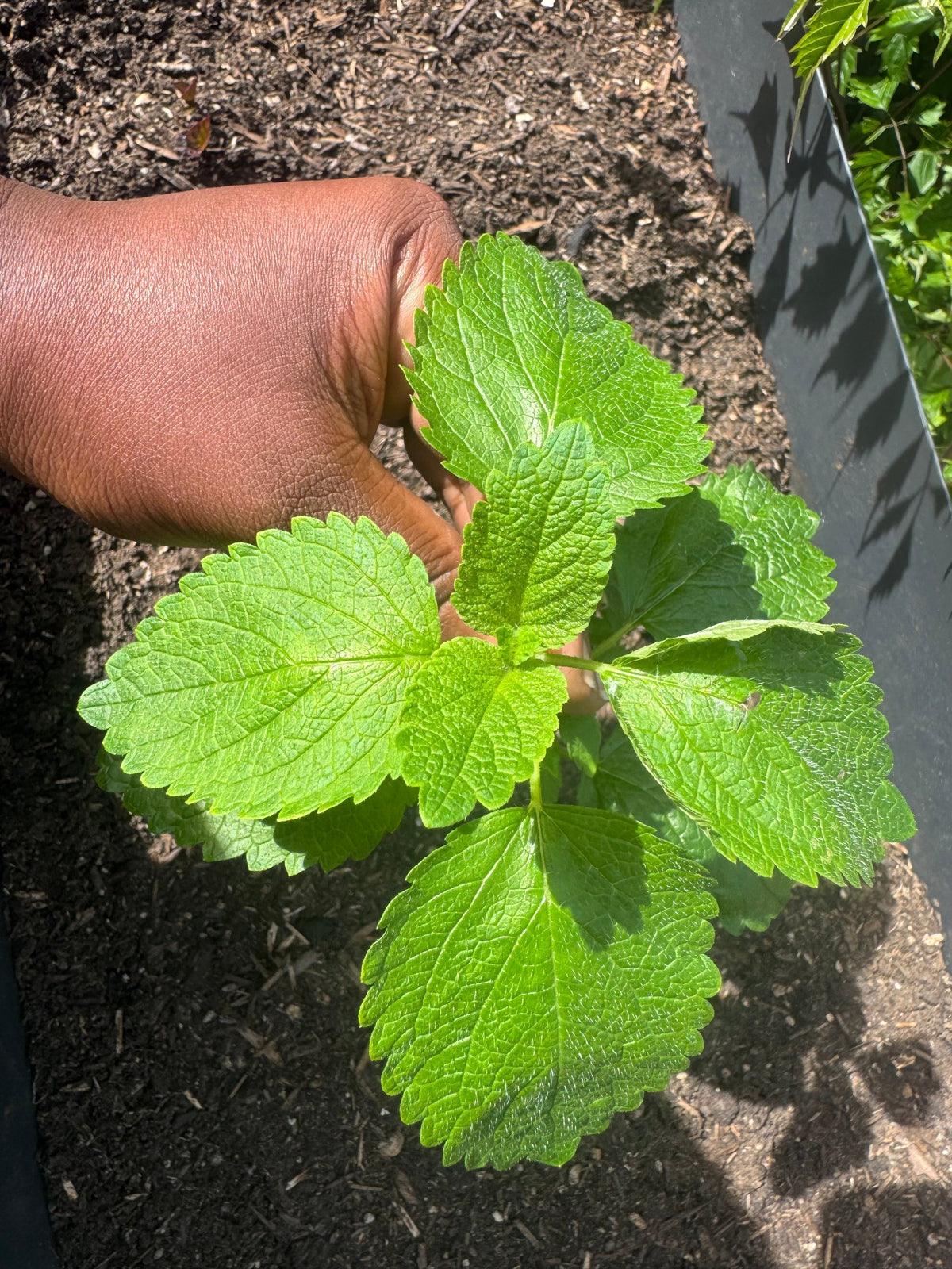 Sleep Better with Lemon balm: A Gentle Herb for Restless Nights